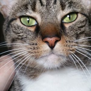 Meet your Posher, Bonnie